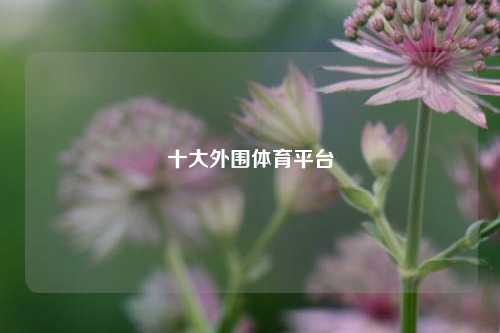 十大外围体育平台